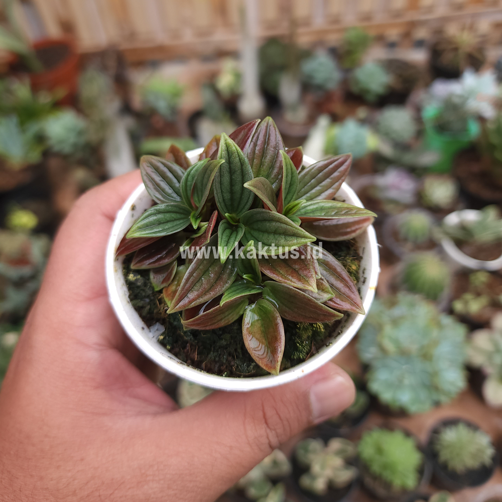 755. Peperomia Red Rosso - Image 8