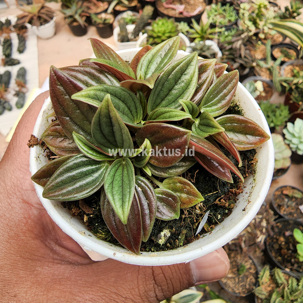 755. Peperomia Red Rosso - Image 3