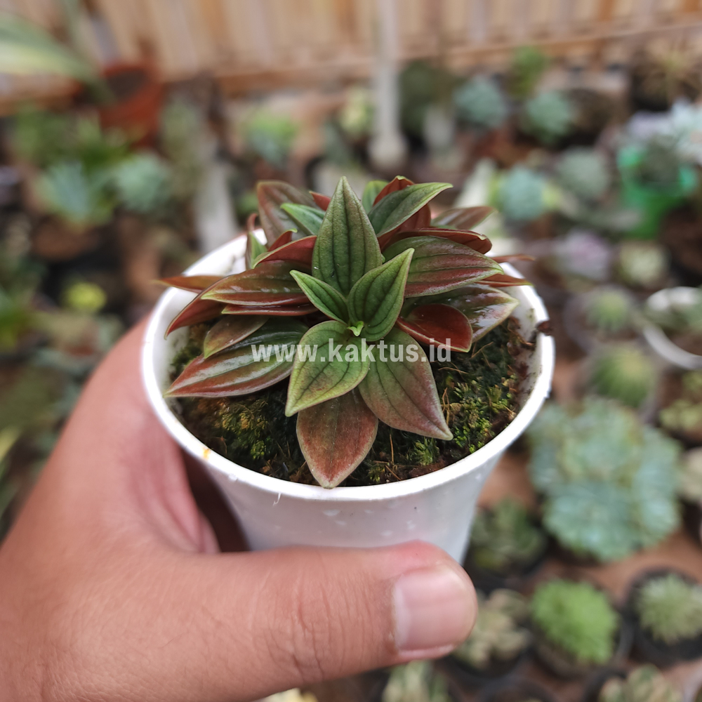 755. Peperomia Red Rosso - Image 9