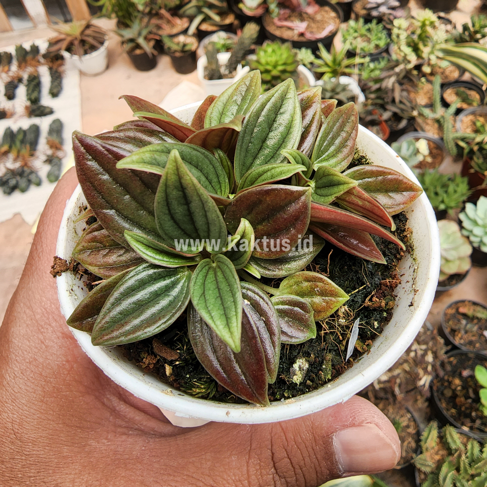 755. Peperomia Red Rosso - Image 4