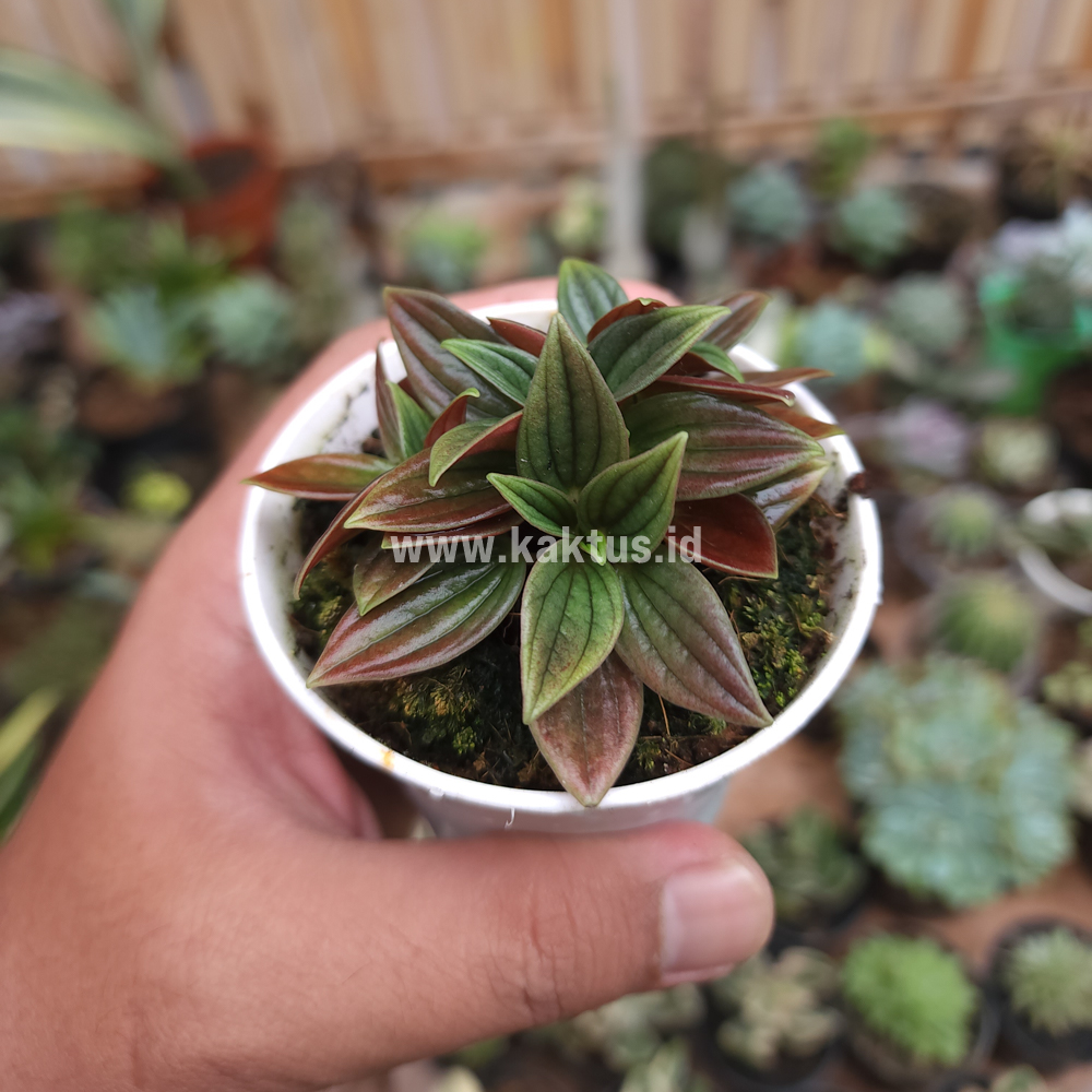 755. Peperomia Red Rosso - Image 10