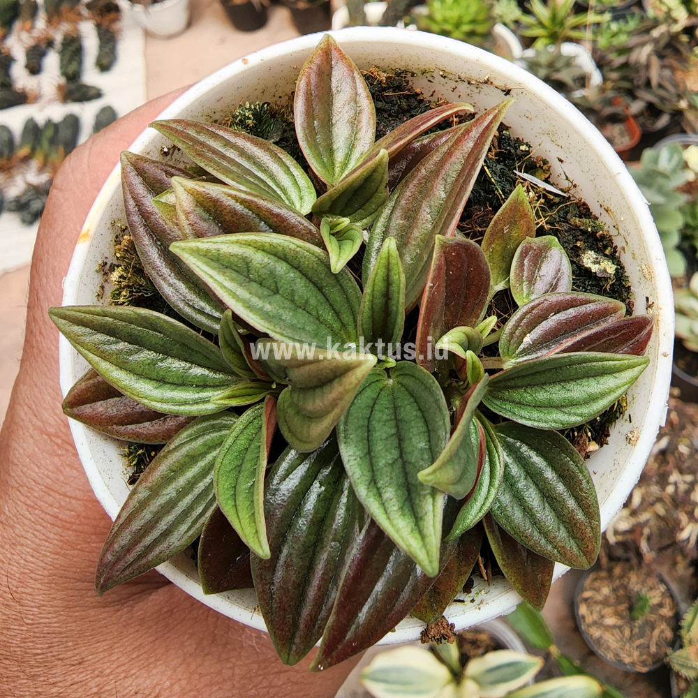755. Peperomia Red Rosso - Image 5