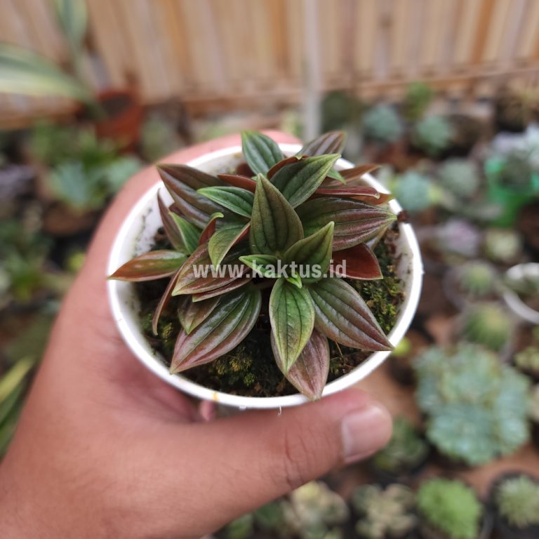 755. Peperomia Red Rosso
