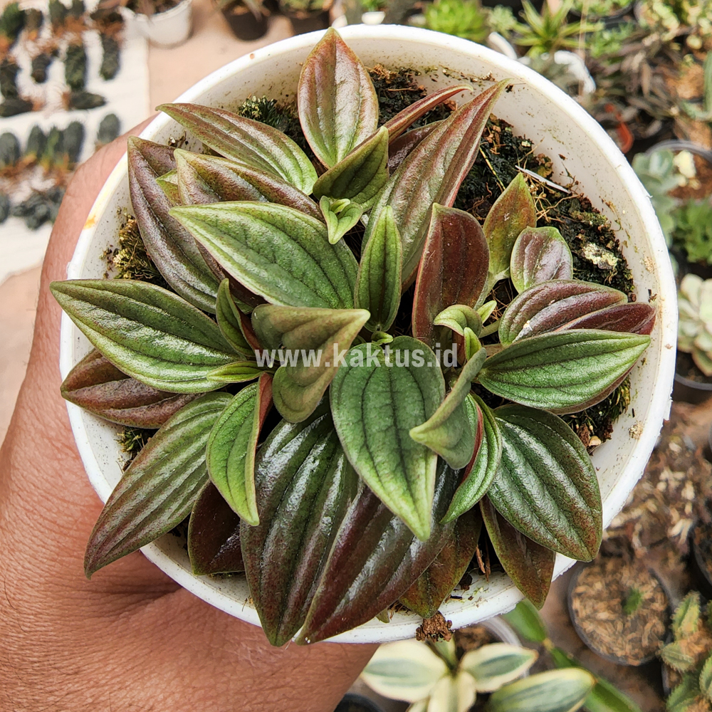 755. Peperomia Red Rosso - Image 6