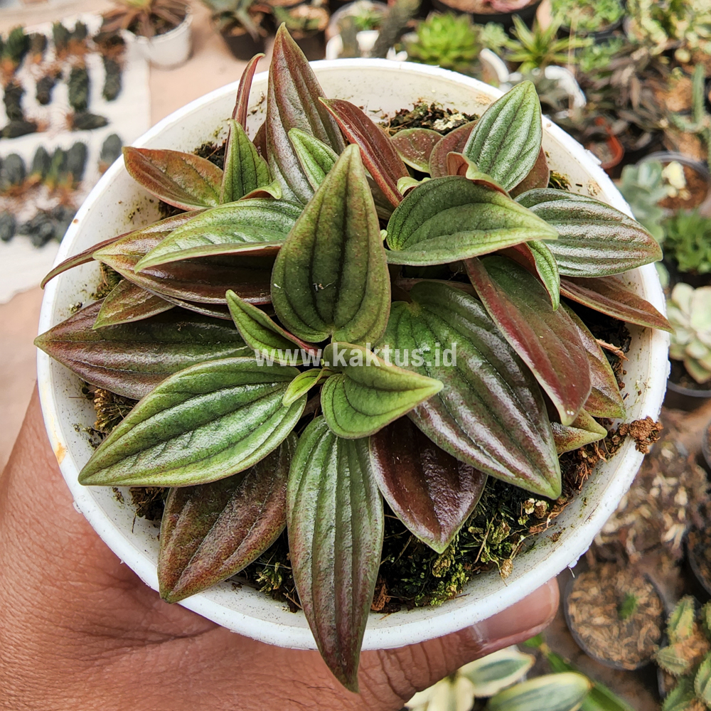 755. Peperomia Red Rosso - Image 7
