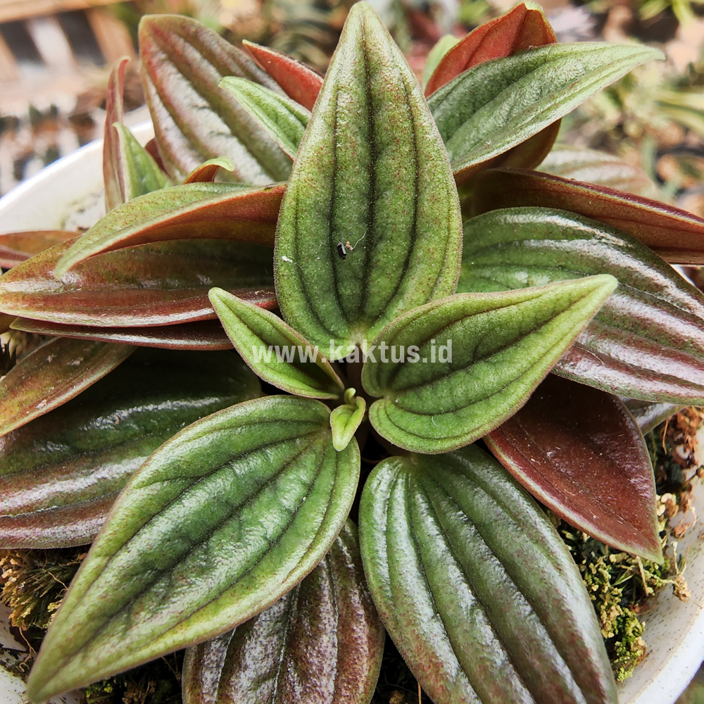 755. Peperomia Red Rosso - Image 2