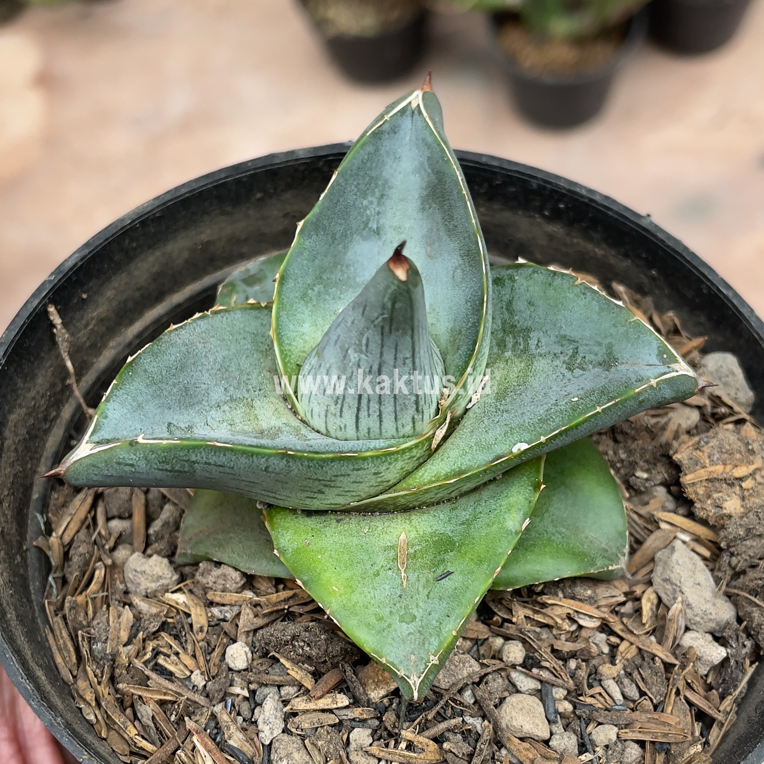 756. Agave Pumila - Image 19