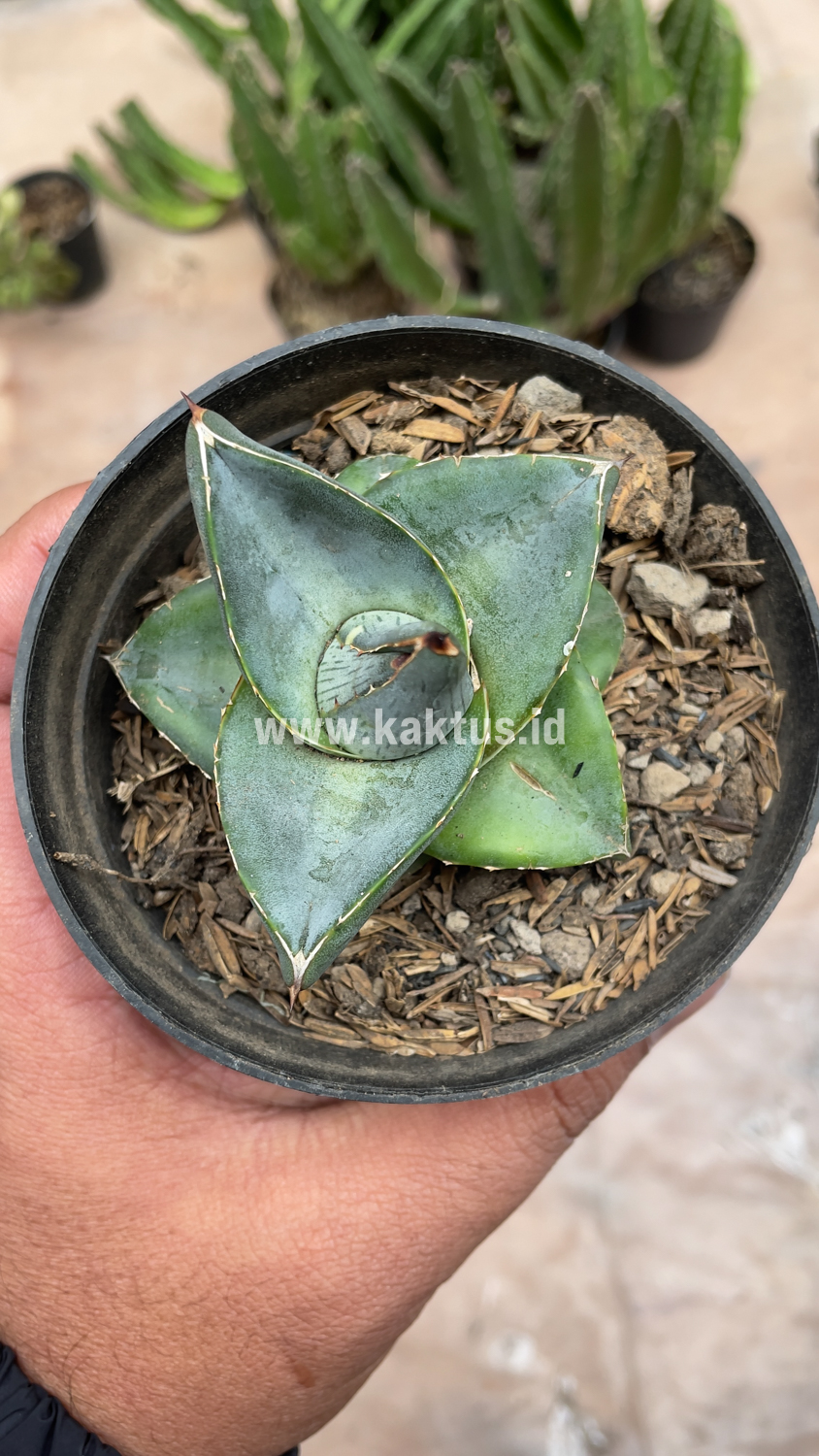 756. Agave Pumila - Image 20