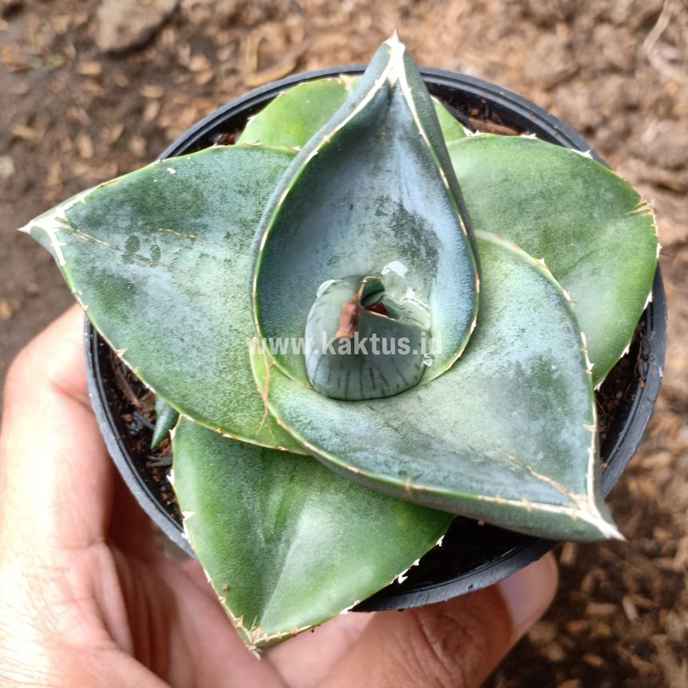 756. Agave Pumila - Image 2
