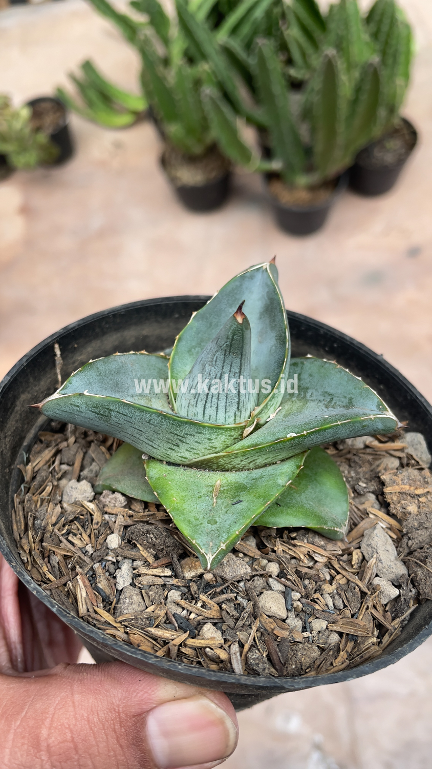756. Agave Pumila - Image 5