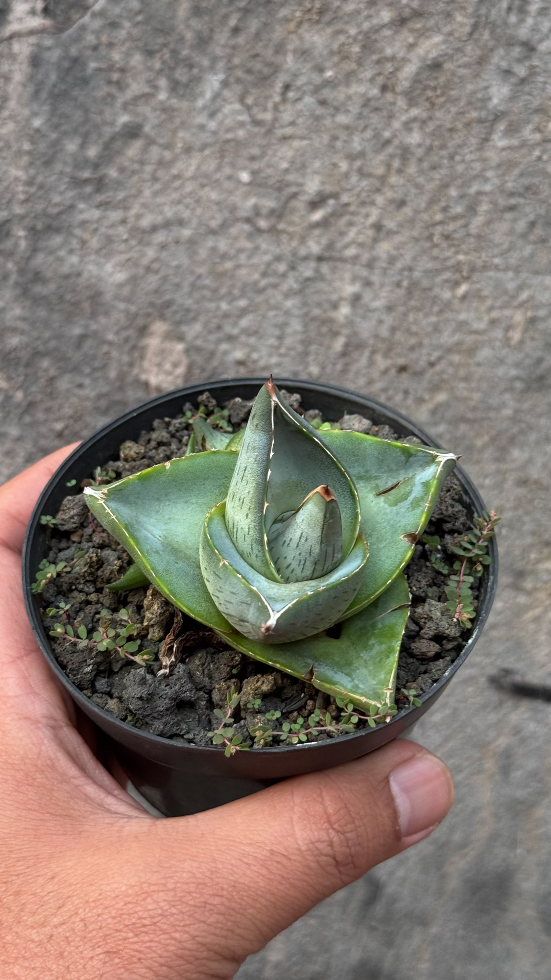756. Agave Pumila - Image 6