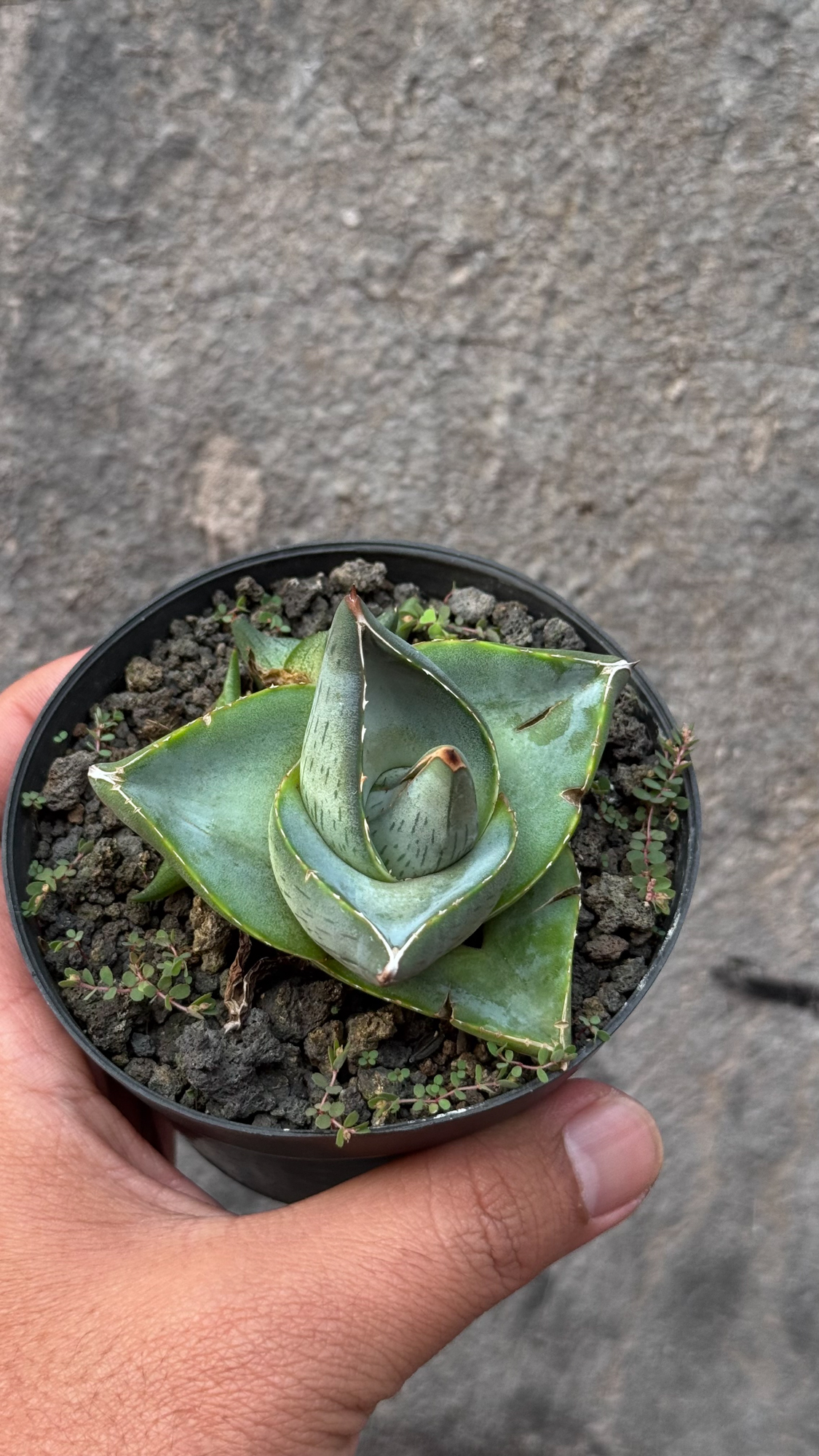 756. Agave Pumila - Image 8