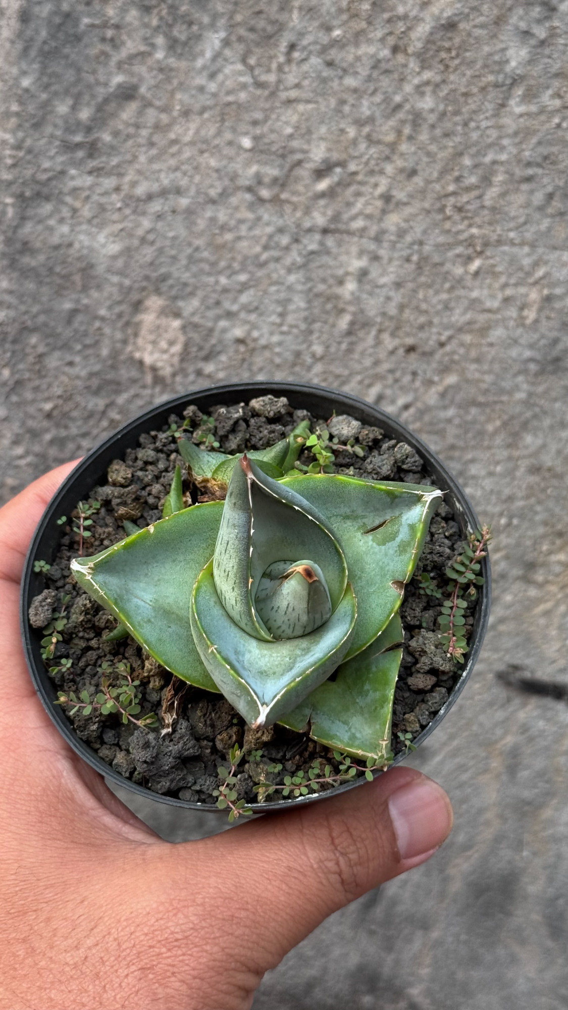 756. Agave Pumila - Image 18
