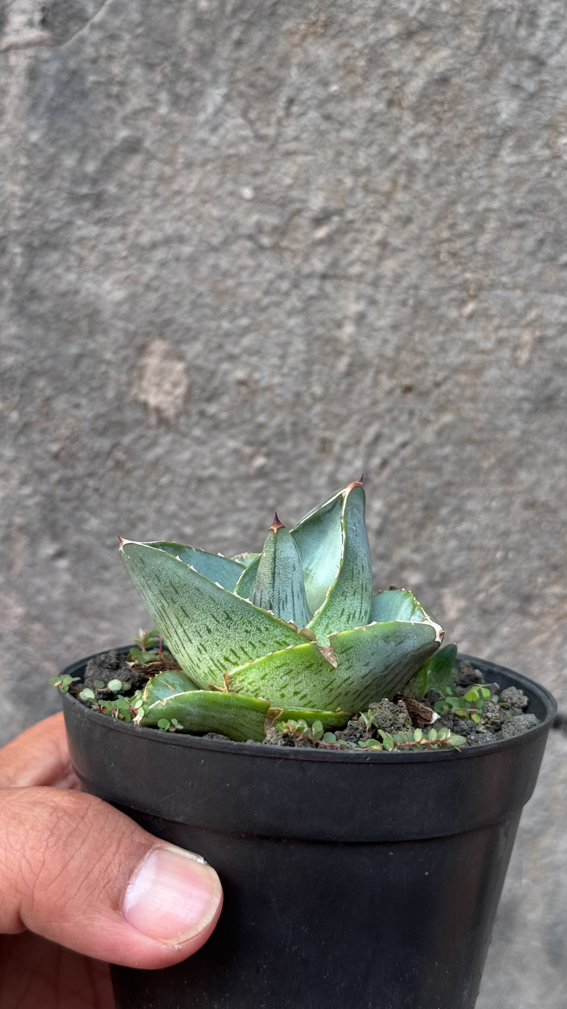 756. Agave Pumila - Image 21