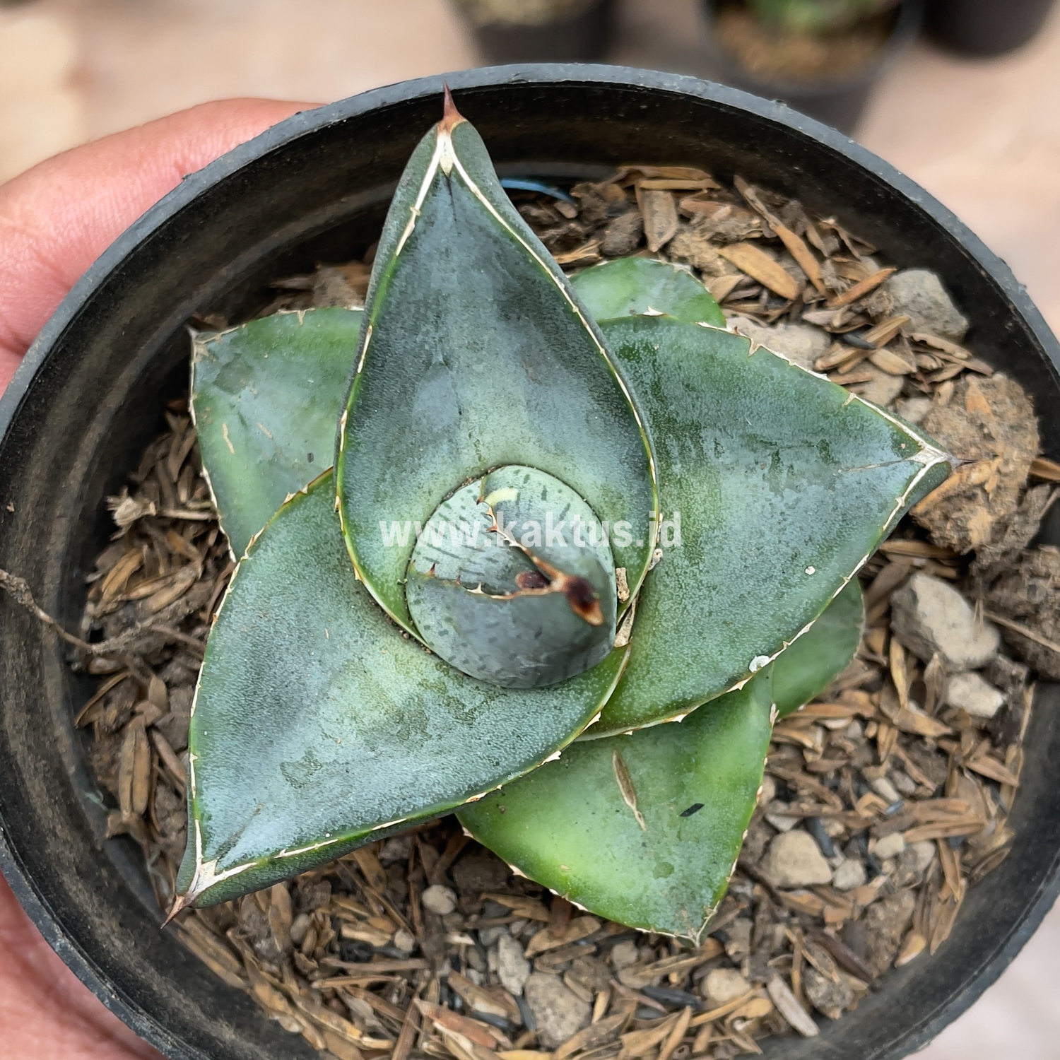 756. Agave Pumila - Image 17