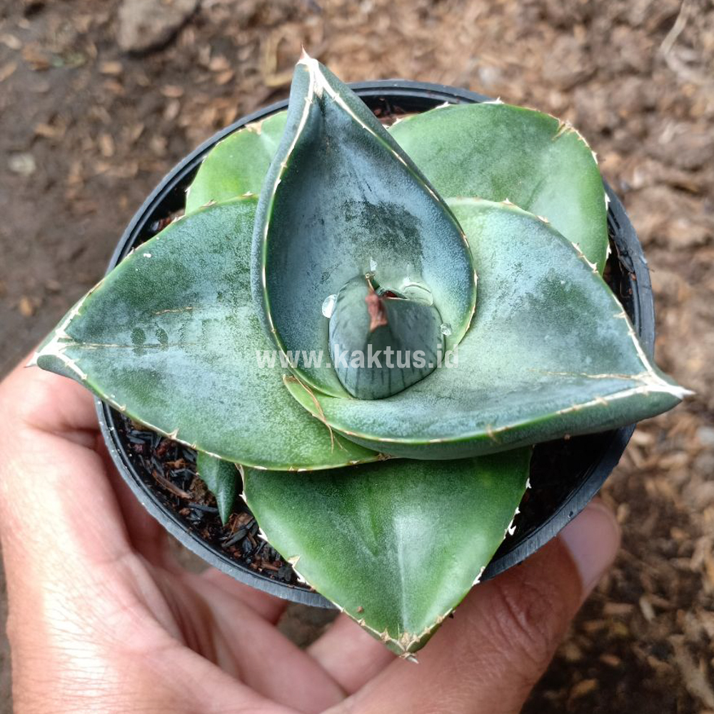 756. Agave Pumila - Image 7