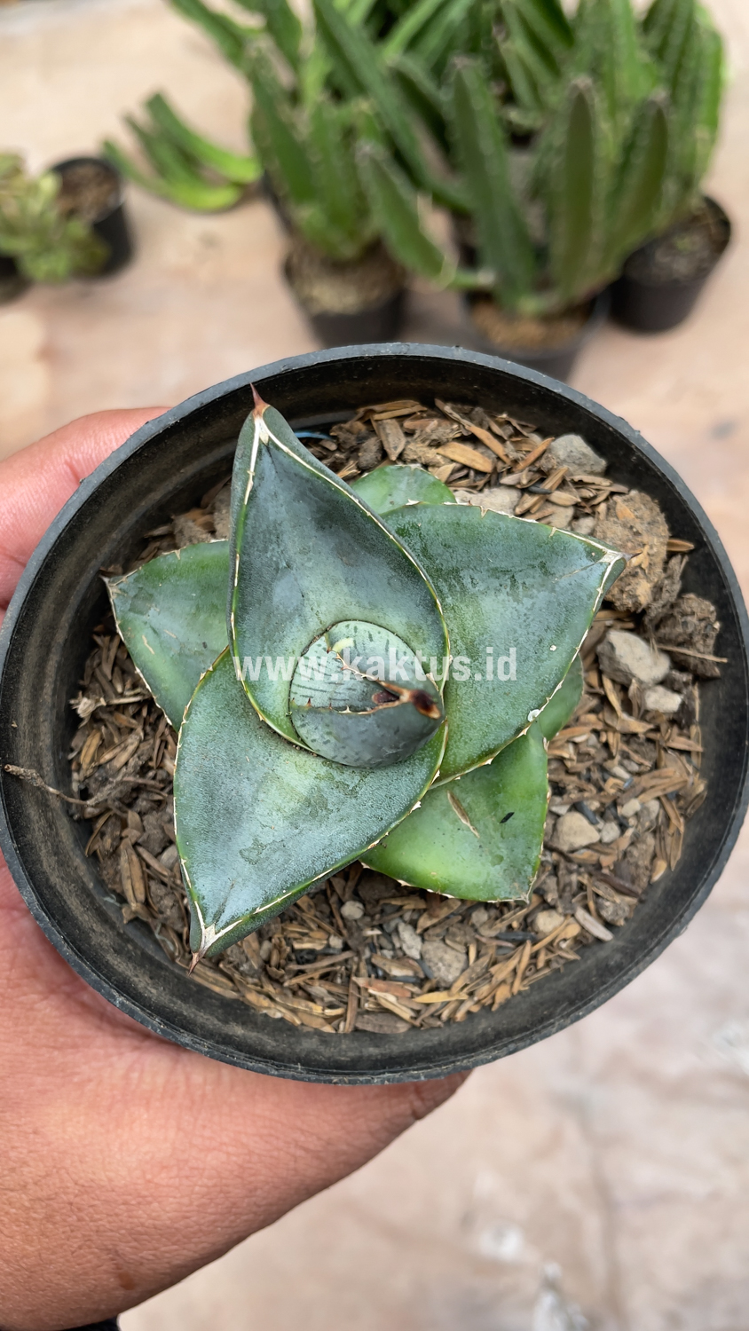 756. Agave Pumila - Image 16