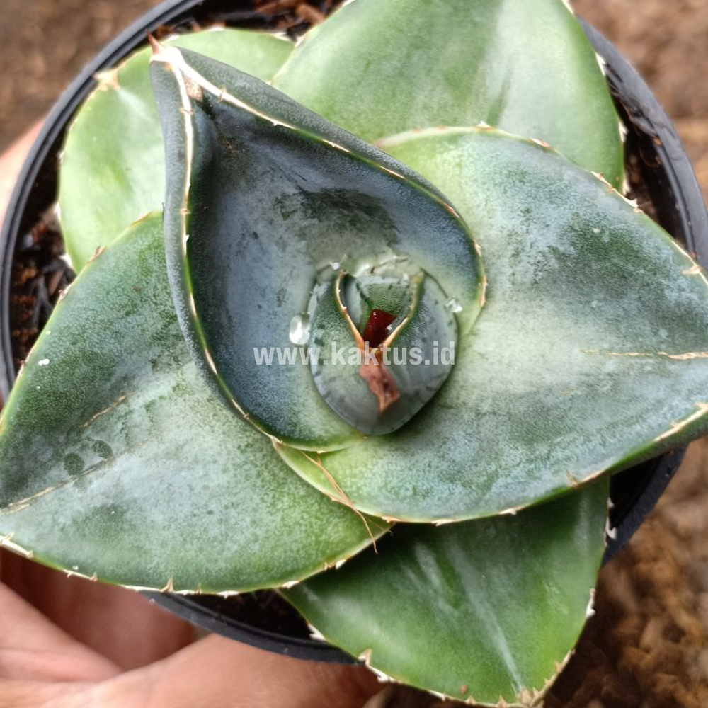 756. Agave Pumila - Image 10