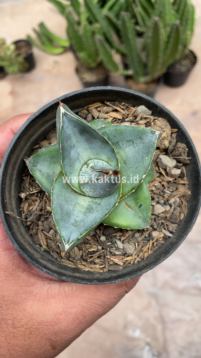 756. Agave Pumila - Image 15