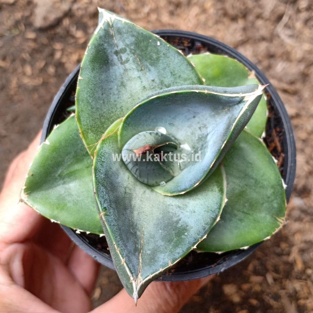 756. Agave Pumila - Image 12