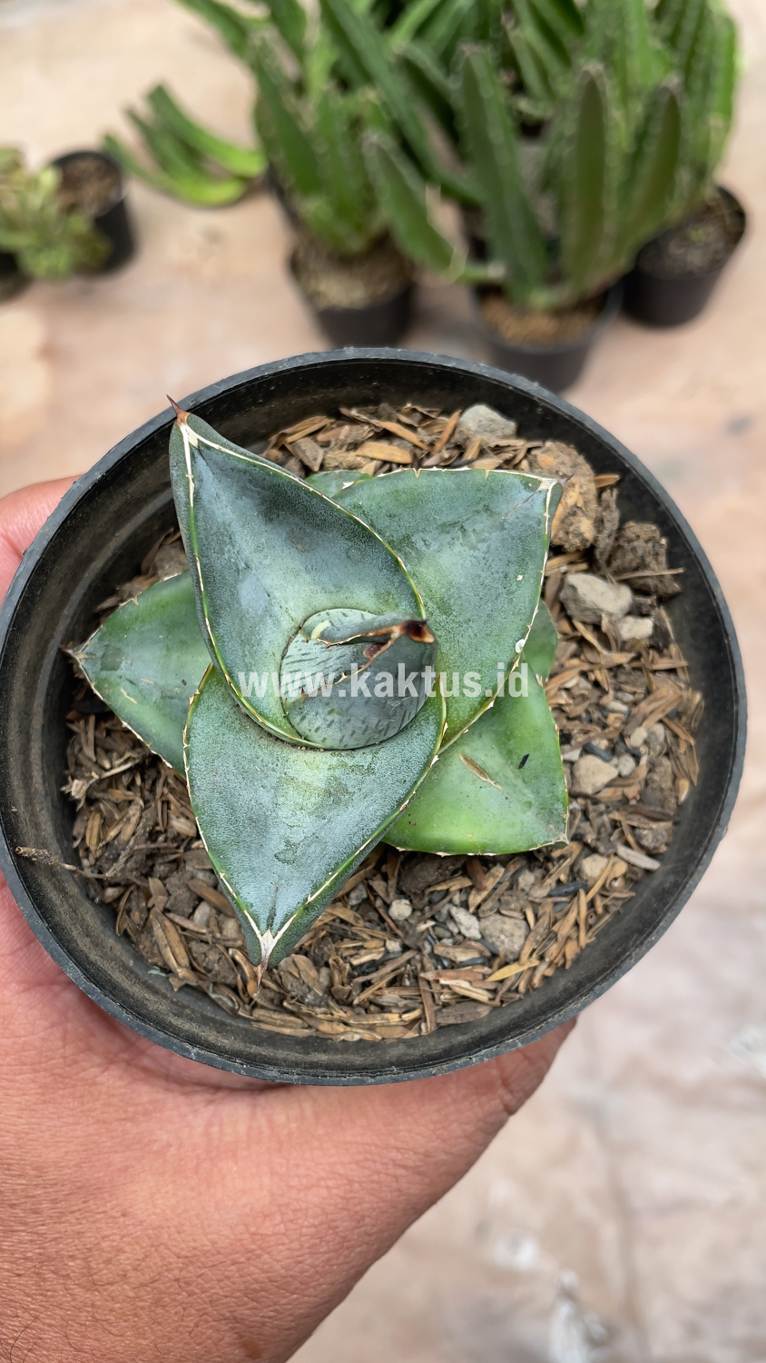 756. Agave Pumila - Image 14