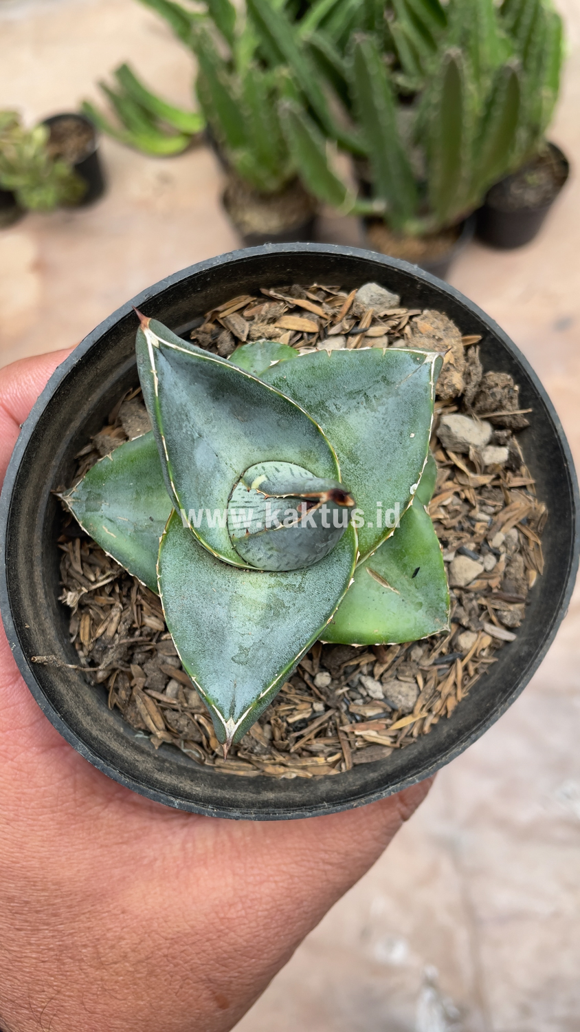 756. Agave Pumila - Image 13