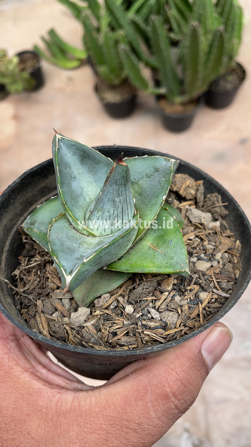 756. Agave Pumila - Image 11