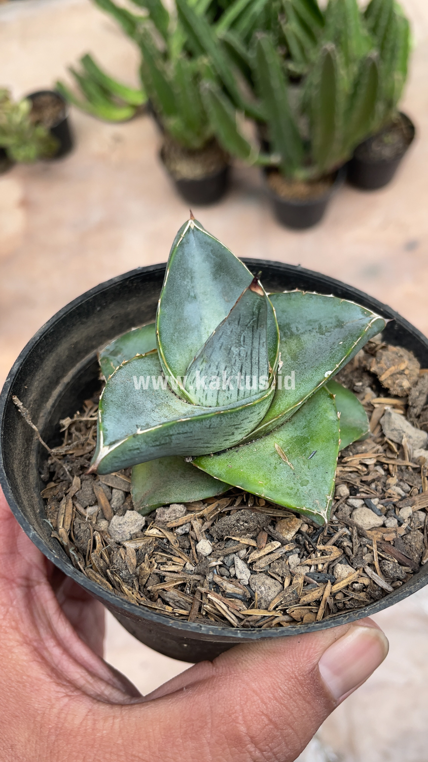 756. Agave Pumila - Image 9
