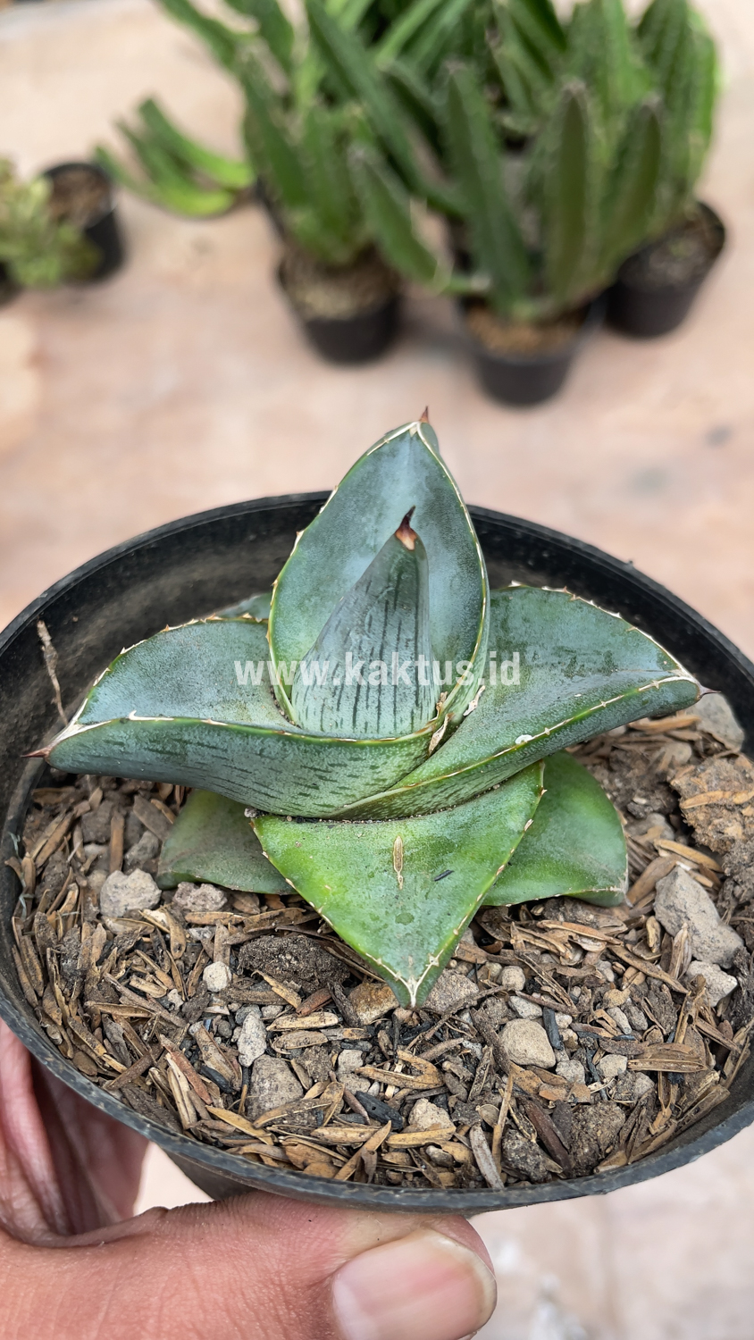 756. Agave Pumila - Image 3