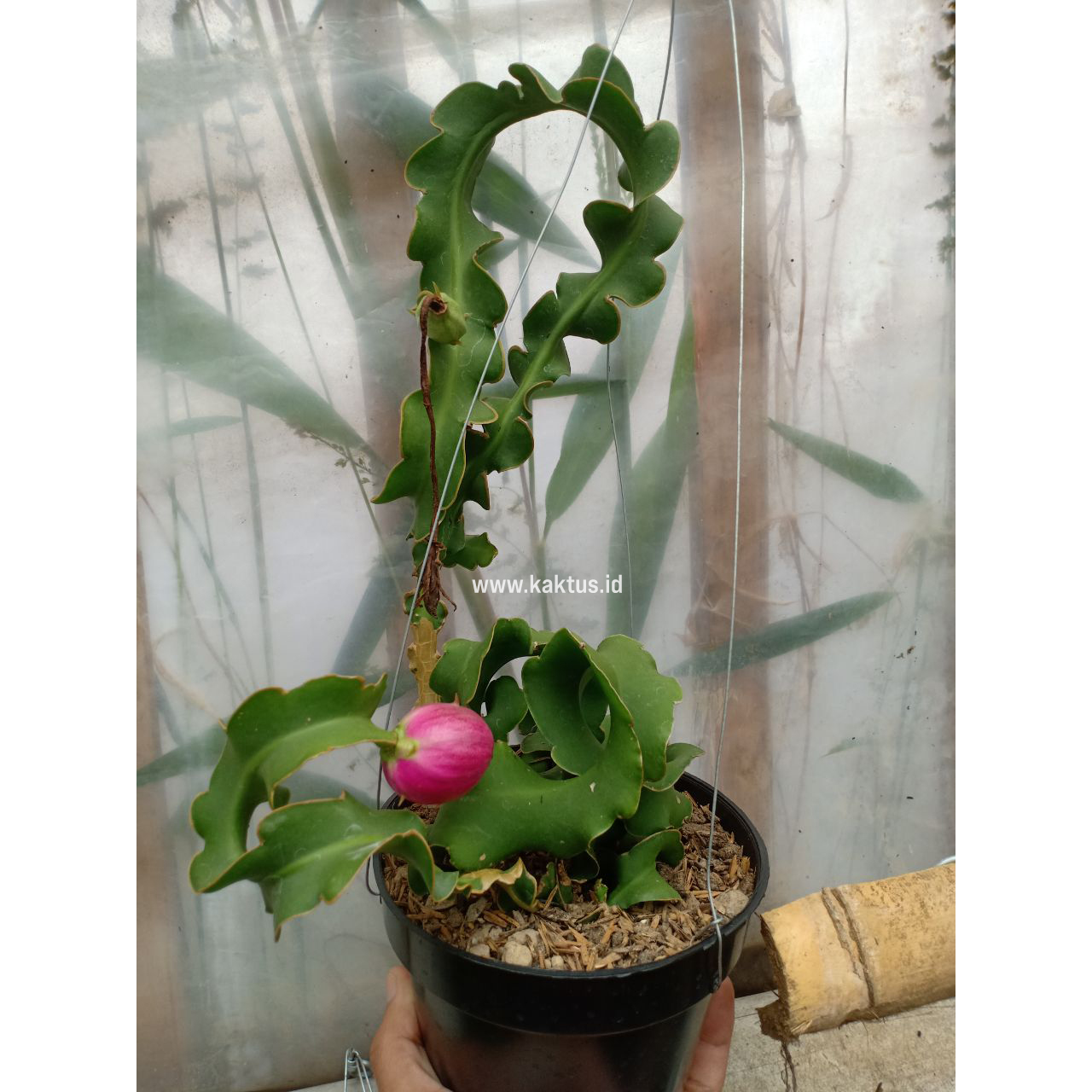 758. Ephypilum Guatemala Genset 'Curlyclock' - Image 2