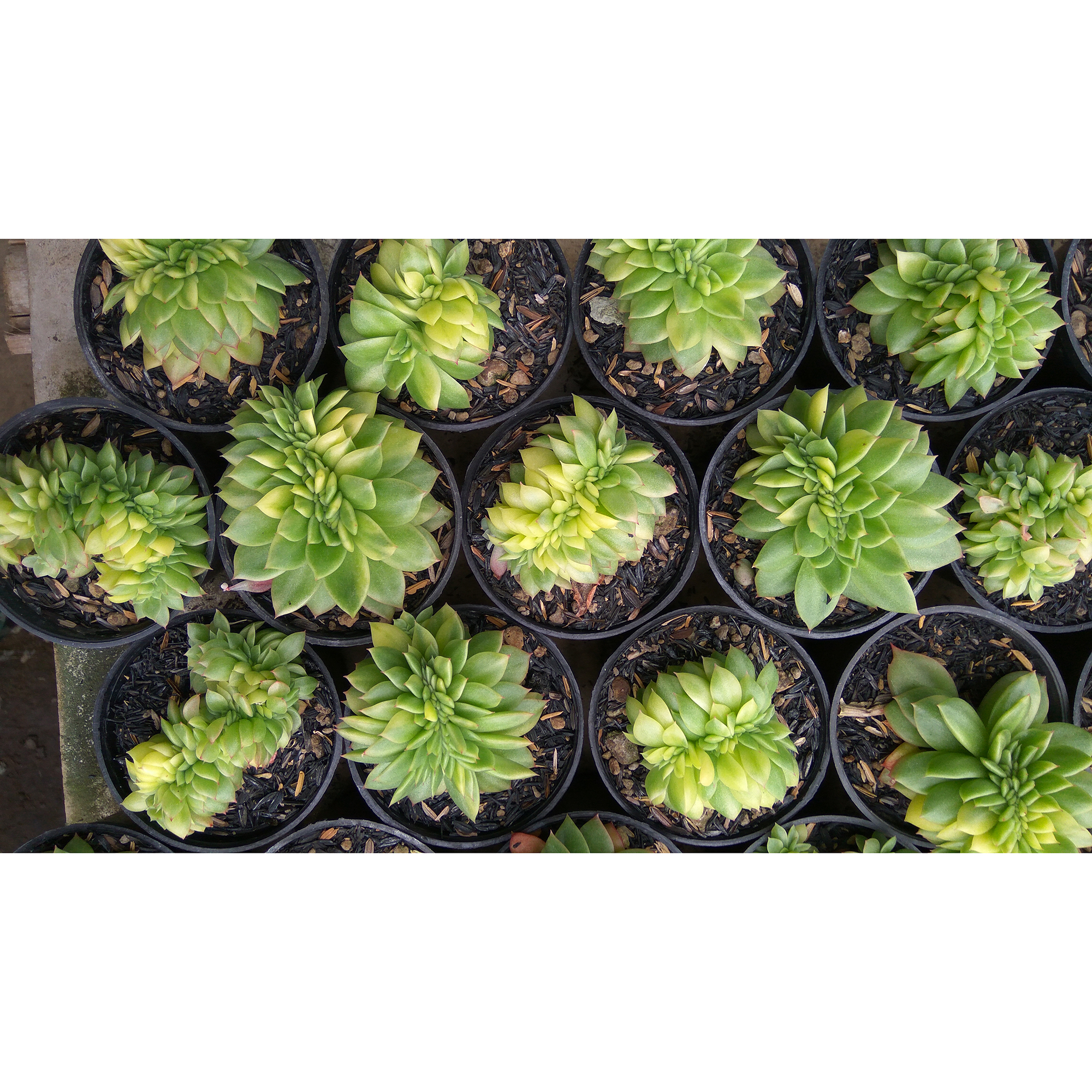 076. Echeveria Gilva Cristata Variegated - Image 11