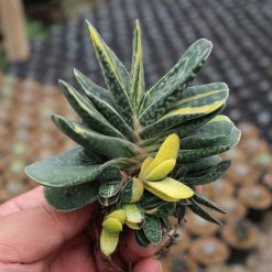 Alternative view of 077. Gasteria Minima Variegated