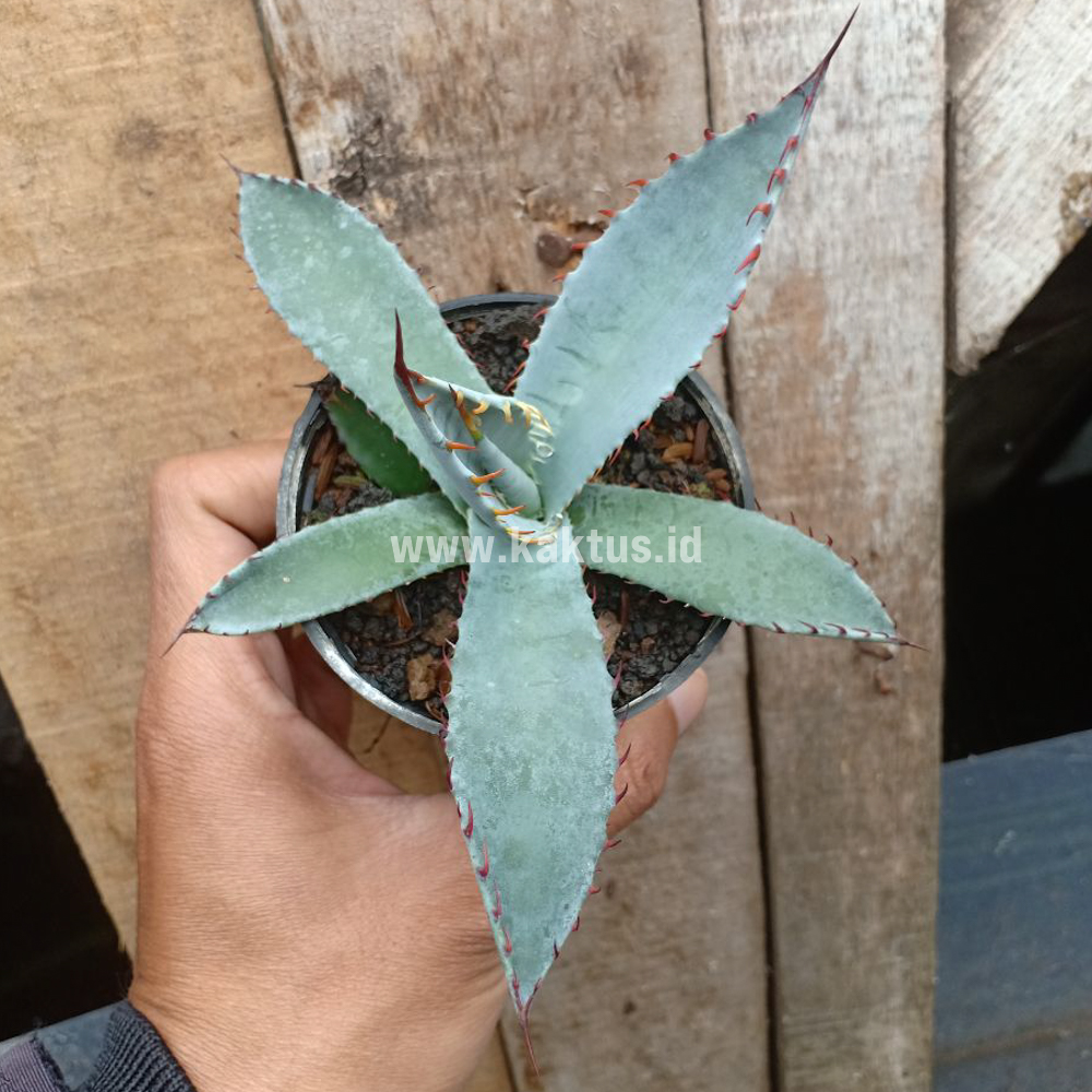 780. Agave Katsugen - Image 10