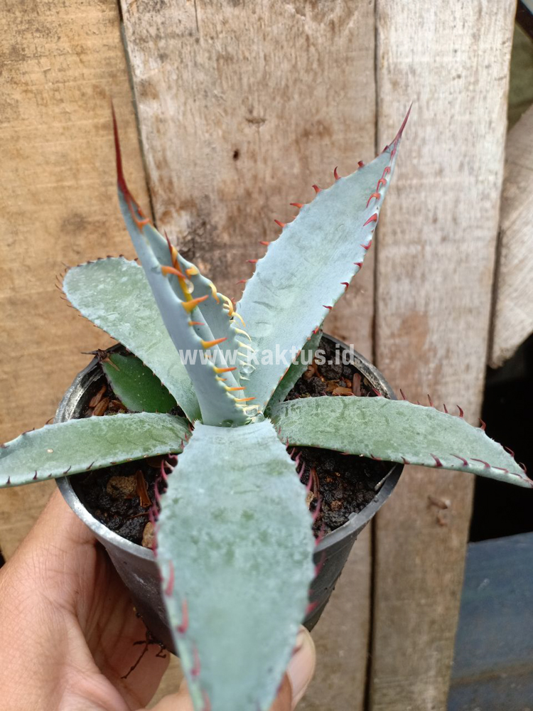 780. Agave Katsugen - Image 11