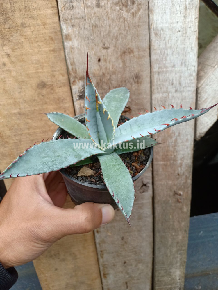 780. Agave Katsugen - Image 9