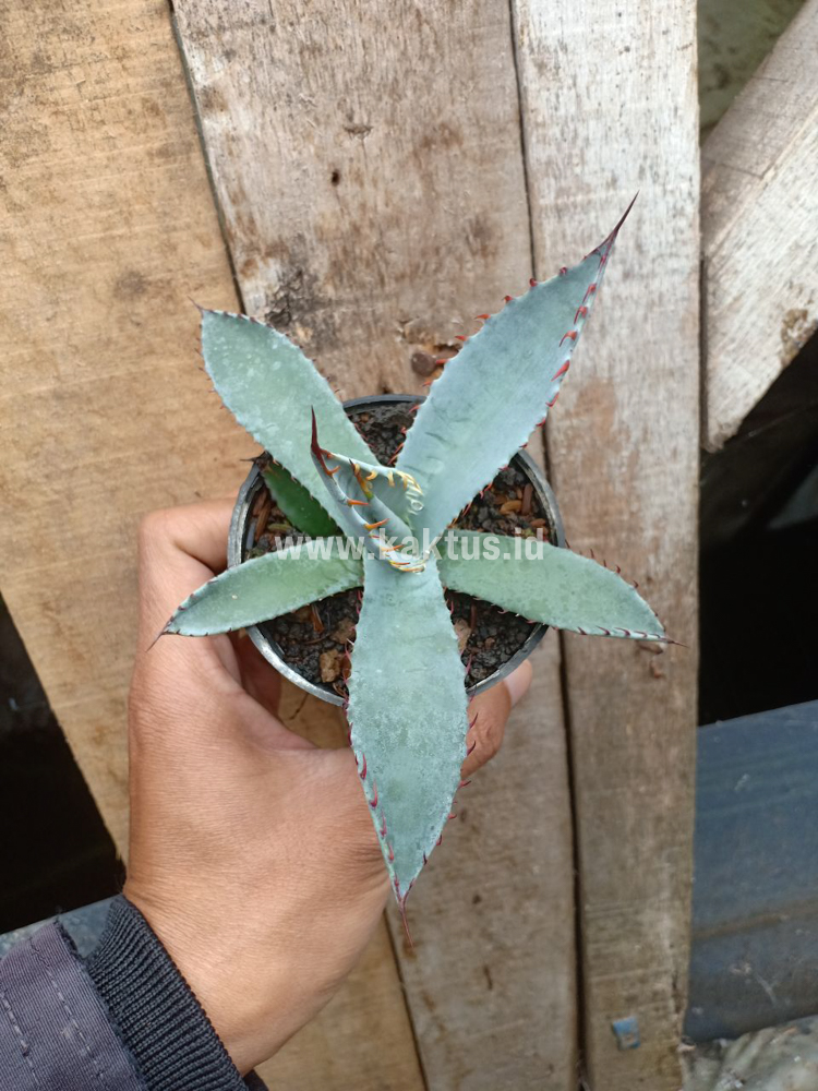 780. Agave Katsugen - Image 6