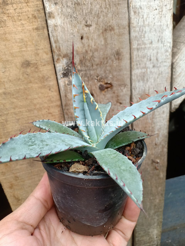 780. Agave Katsugen - Image 5