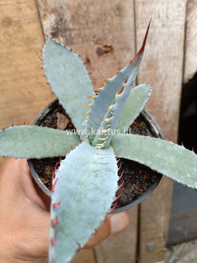 780. Agave Katsugen - Image 4