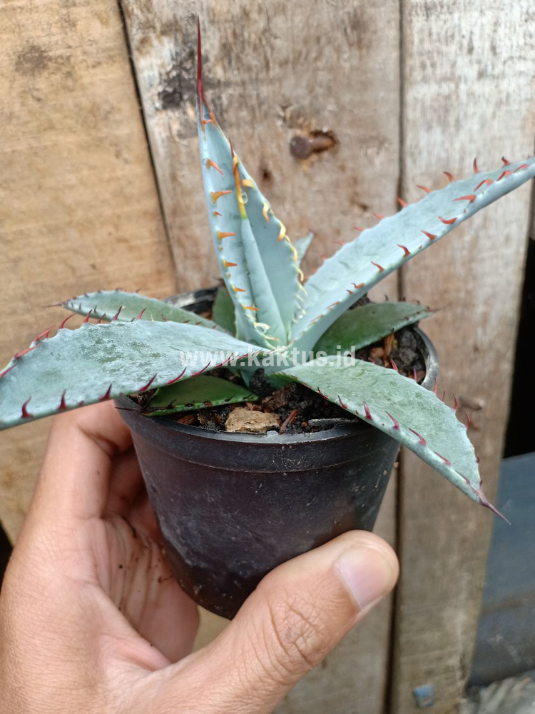 780. Agave Katsugen - Image 3