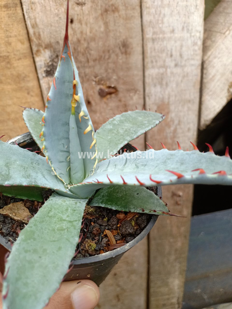 780. Agave Katsugen - Image 2