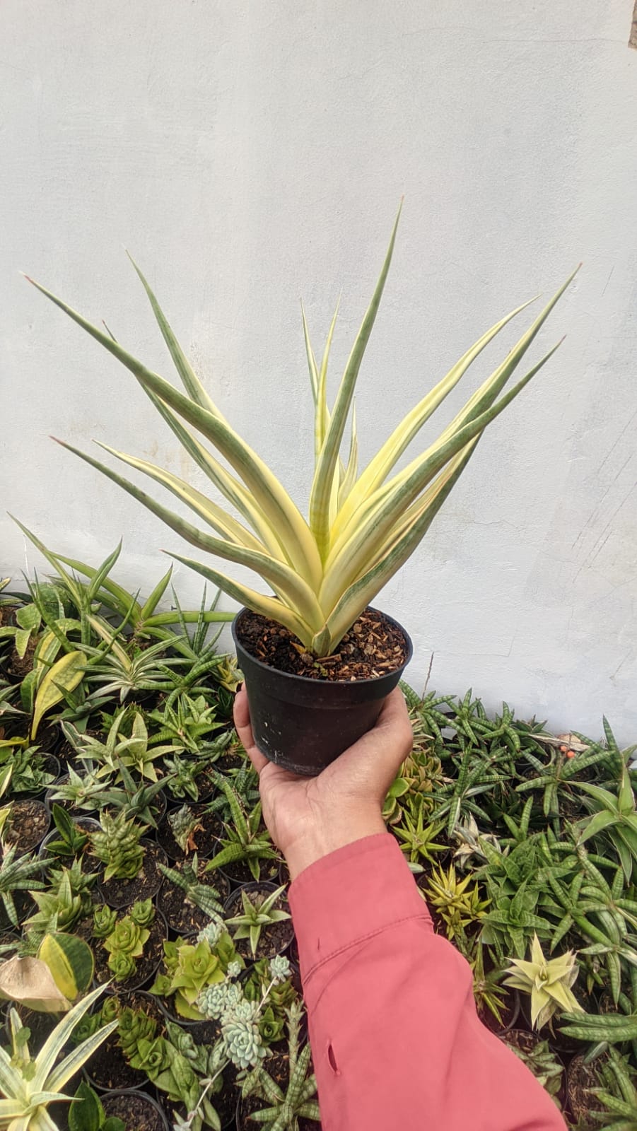 782. Sansevieria Gracilima - Image 2