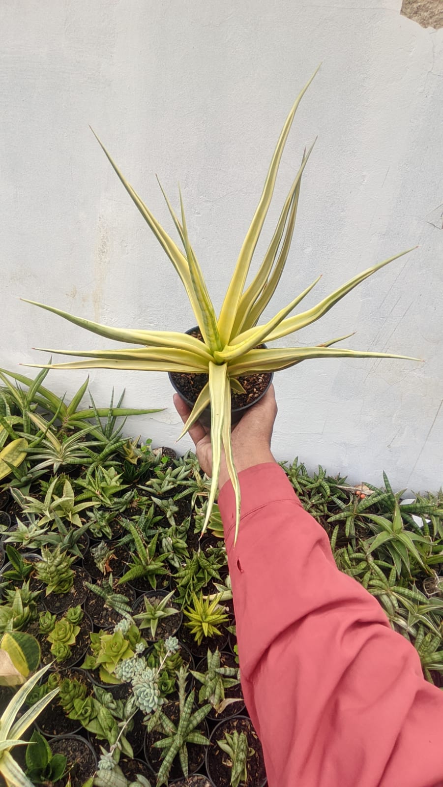 782. Sansevieria Gracilima - Image 3