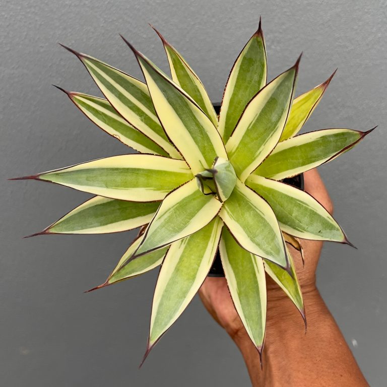 783. Agave Snow Glow