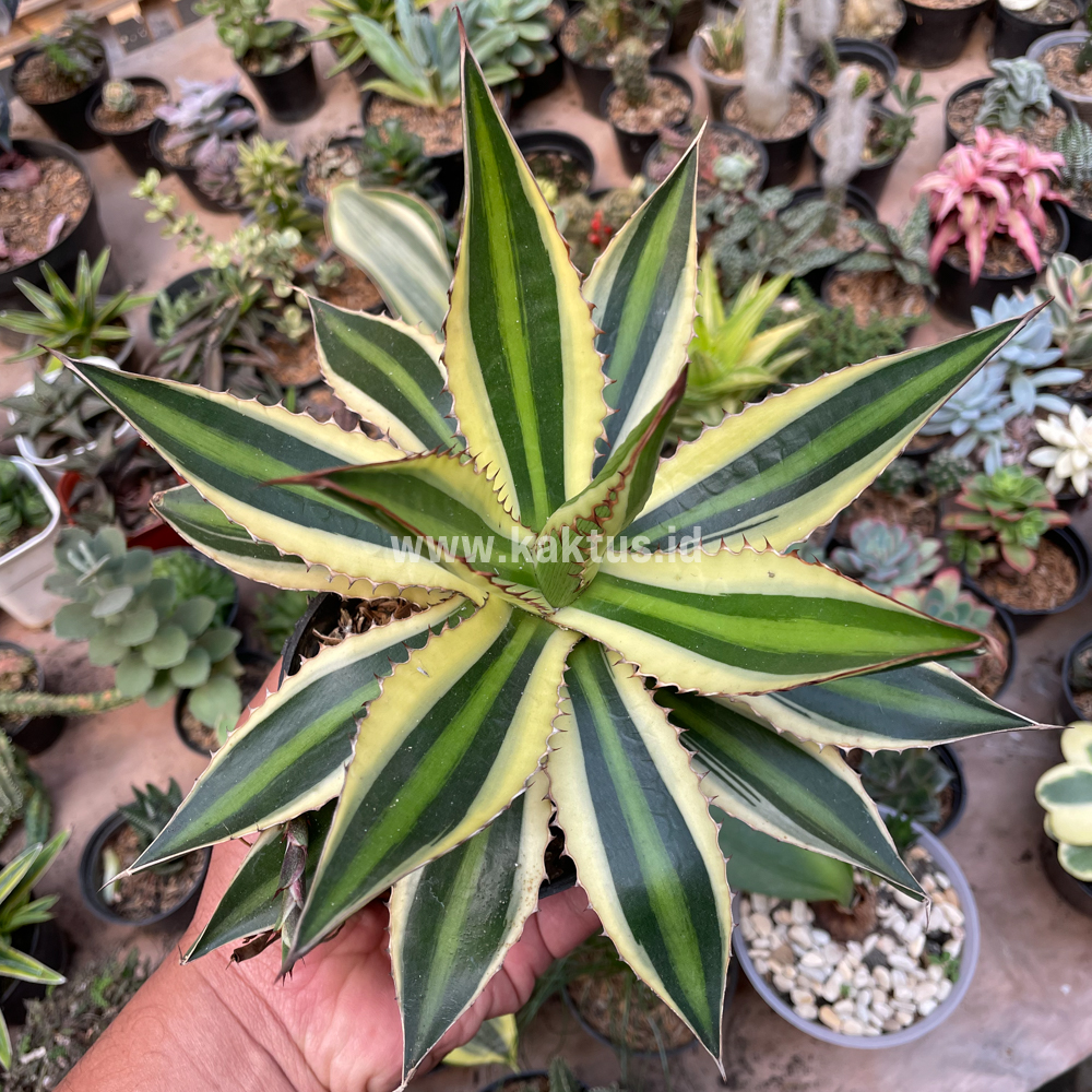 784. Agave Univittata - Image 3
