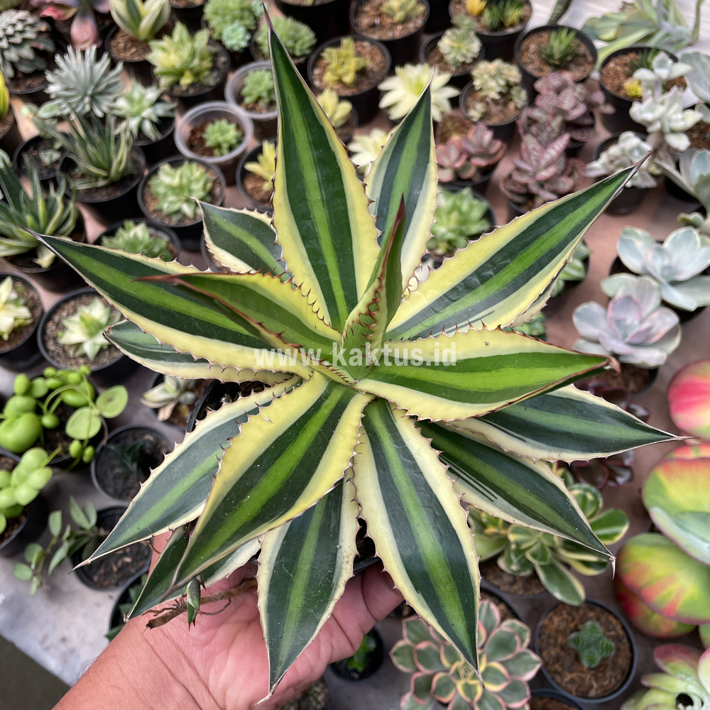 784. Agave Univittata - Image 5