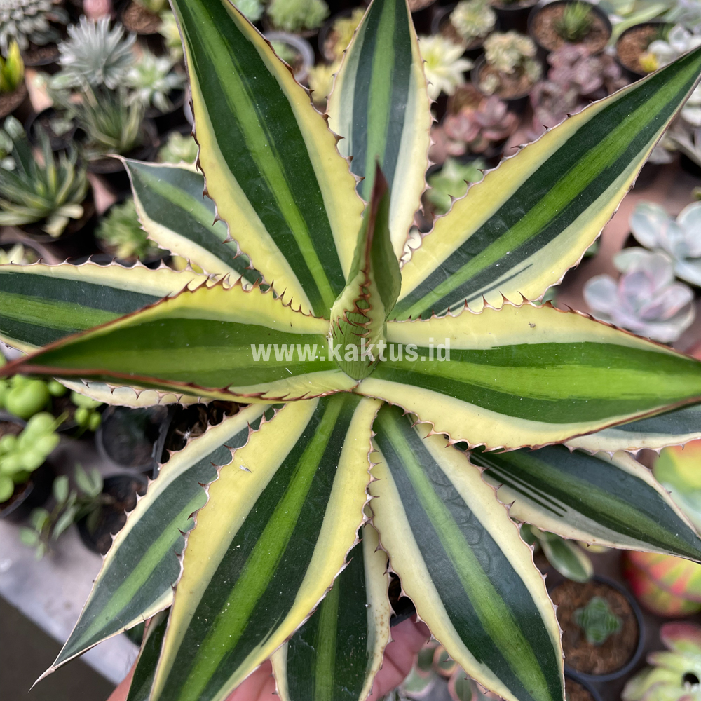 784. Agave Univittata - Image 2