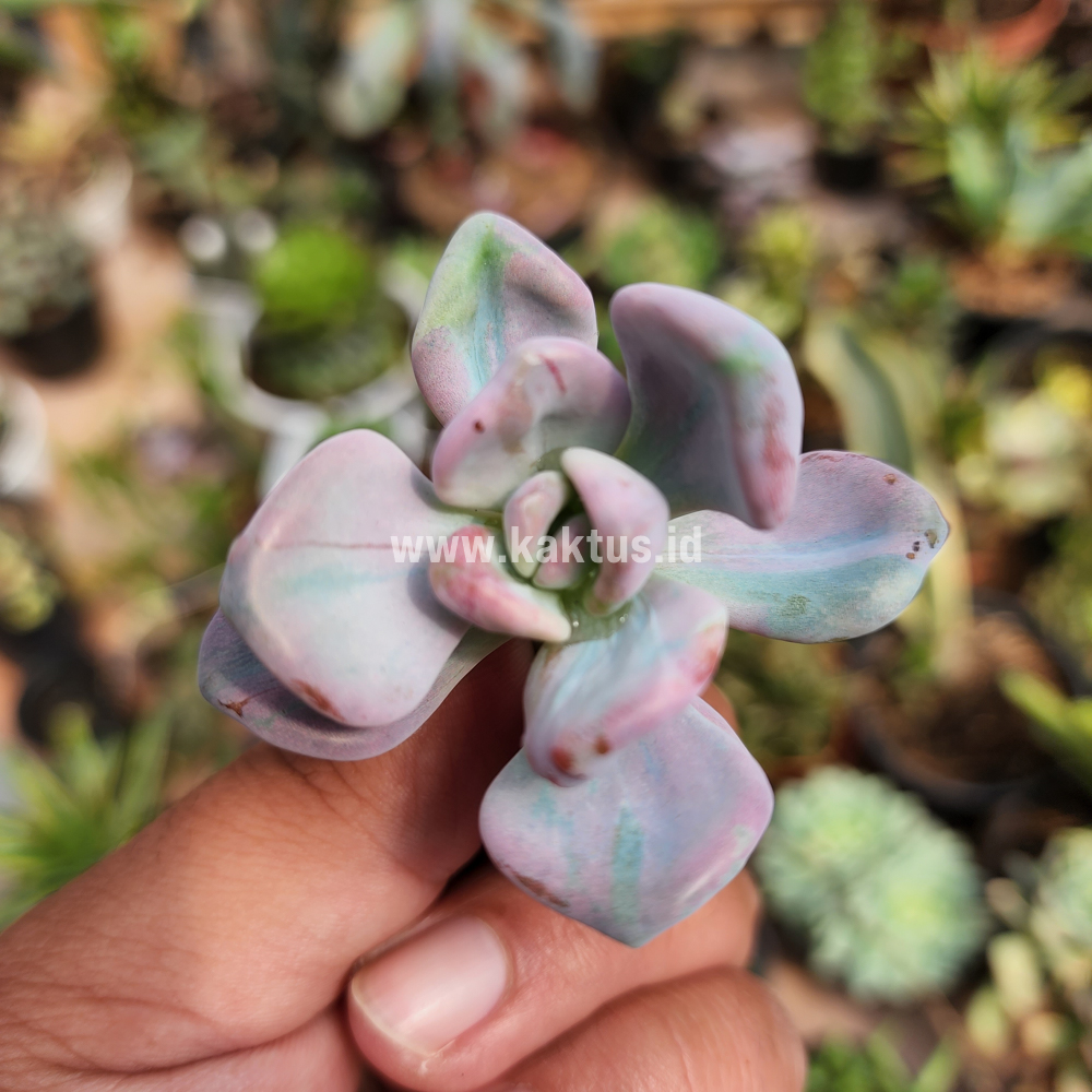 786. Pachyveria Pink Candy - Image 3