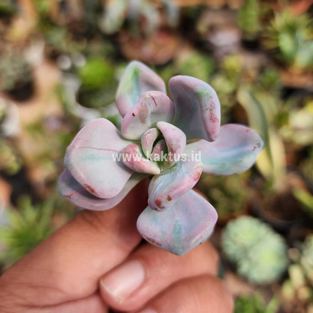 786. Pachyveria Pink Candy - Image 5