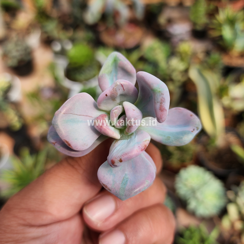 786. Pachyveria Pink Candy - Image 6