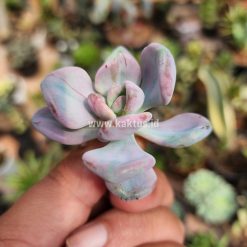 Alternative view of 786. Pachyveria Pink Candy